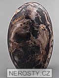 petrified wood