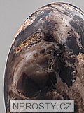 petrified wood